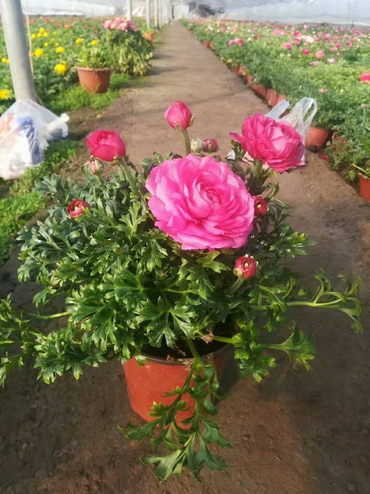 鲜花芹叶牡丹 芹叶牡丹批发价格