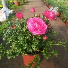 鲜花芹叶牡丹 芹叶牡丹批发价格