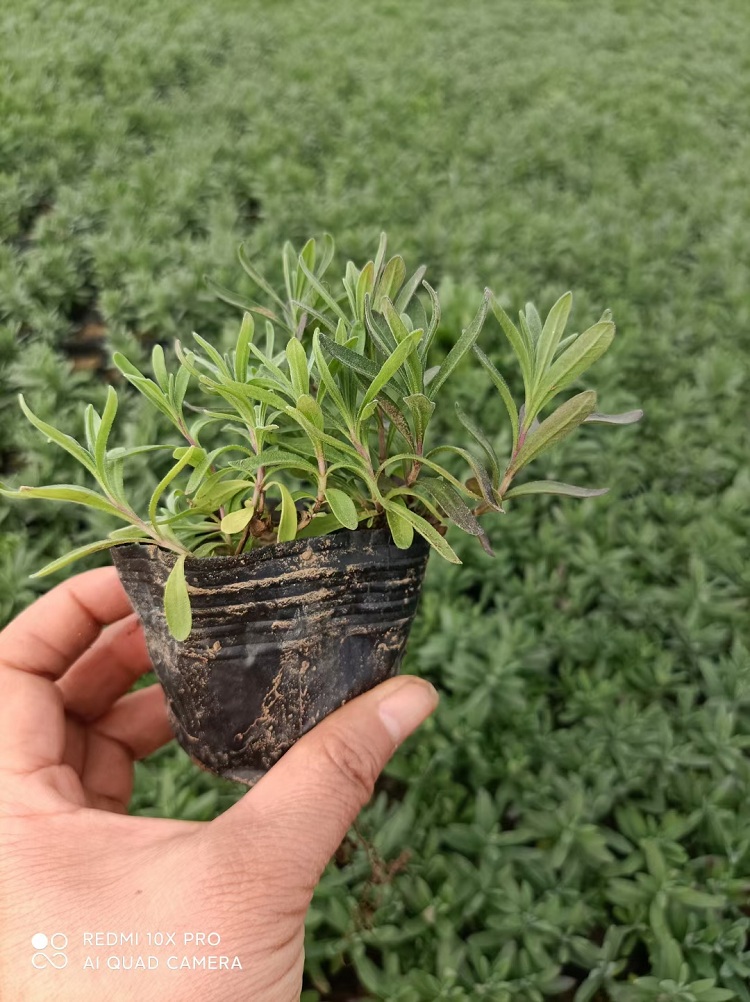 薰衣草 薰衣草批发