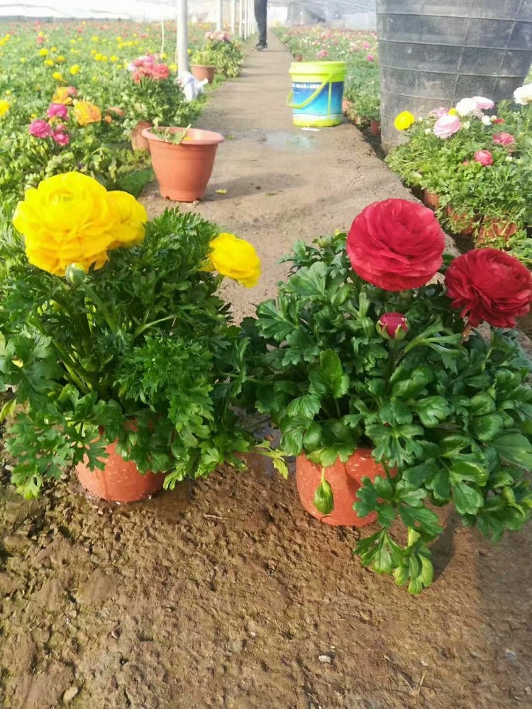 花毛茛批发
