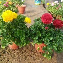 花毛茛批发
