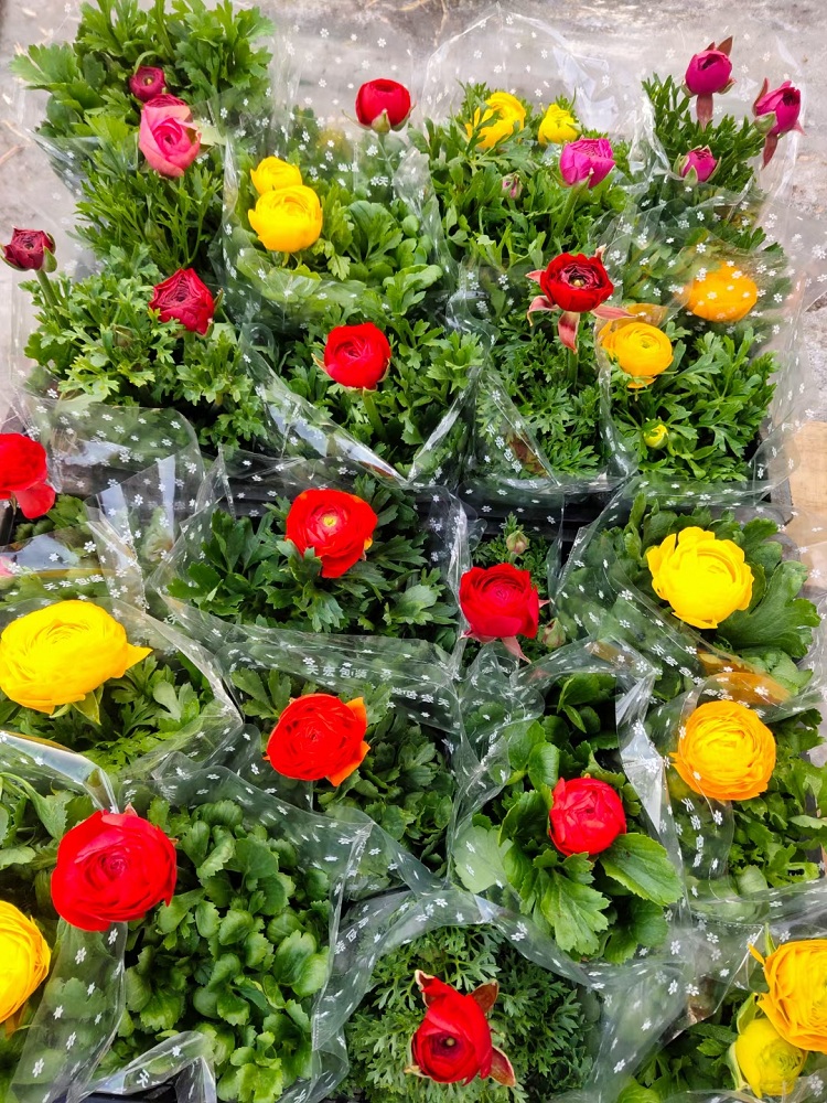 牡丹花 芹叶牡丹价格