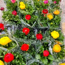 牡丹花 芹叶牡丹价格