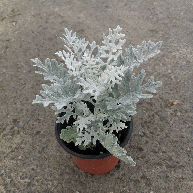 银叶菊厂家批发 银叶菊价格