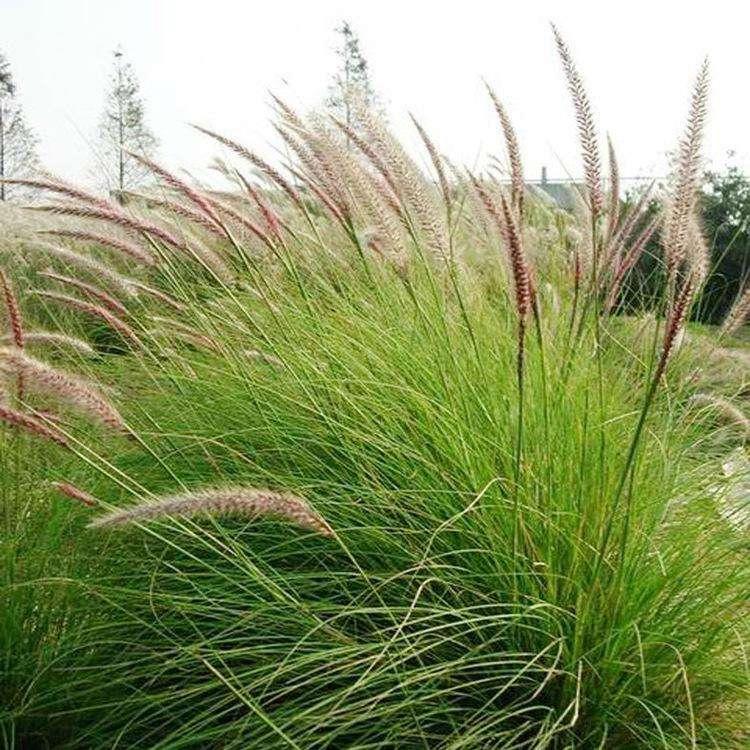 白穗狼尾草批发  多芽狼尾草