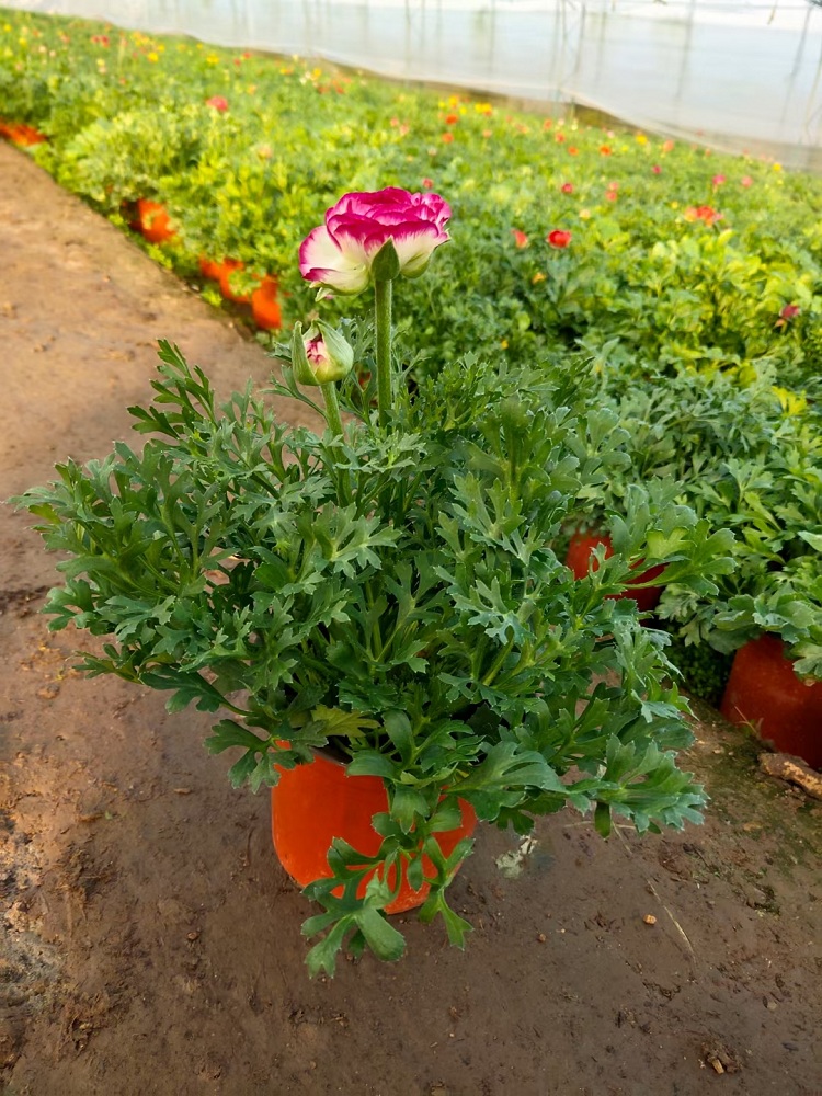 芹叶牡丹 多色芹叶牡丹价格