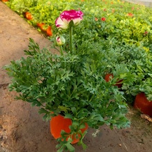 芹叶牡丹 多色芹叶牡丹价格