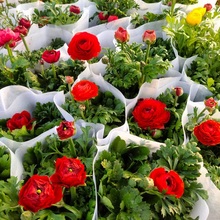 芹叶牡丹价格 批发厂