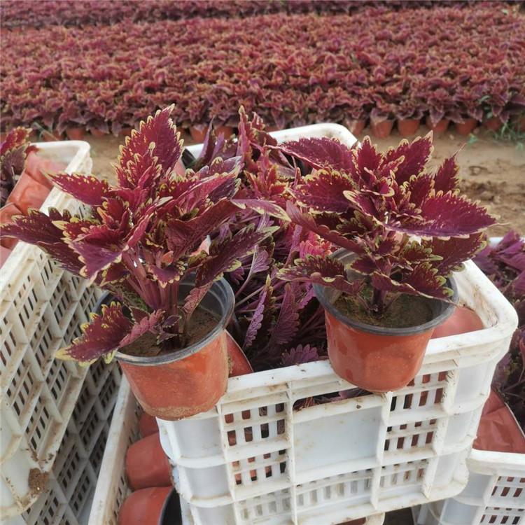 彩叶草价格 色块植物彩叶草 多色彩叶草批发