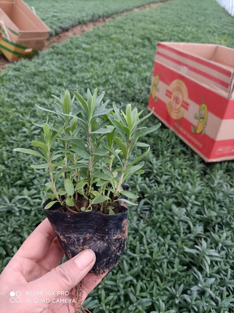 薰衣草苗 花海打造用薰衣草
