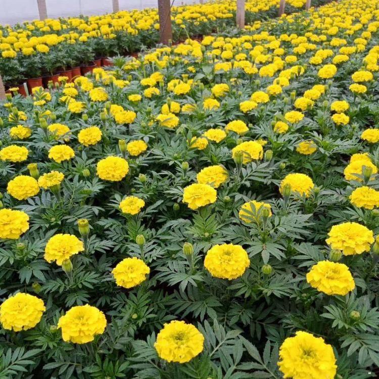 万寿菊价格 万寿菊苗厂家种植