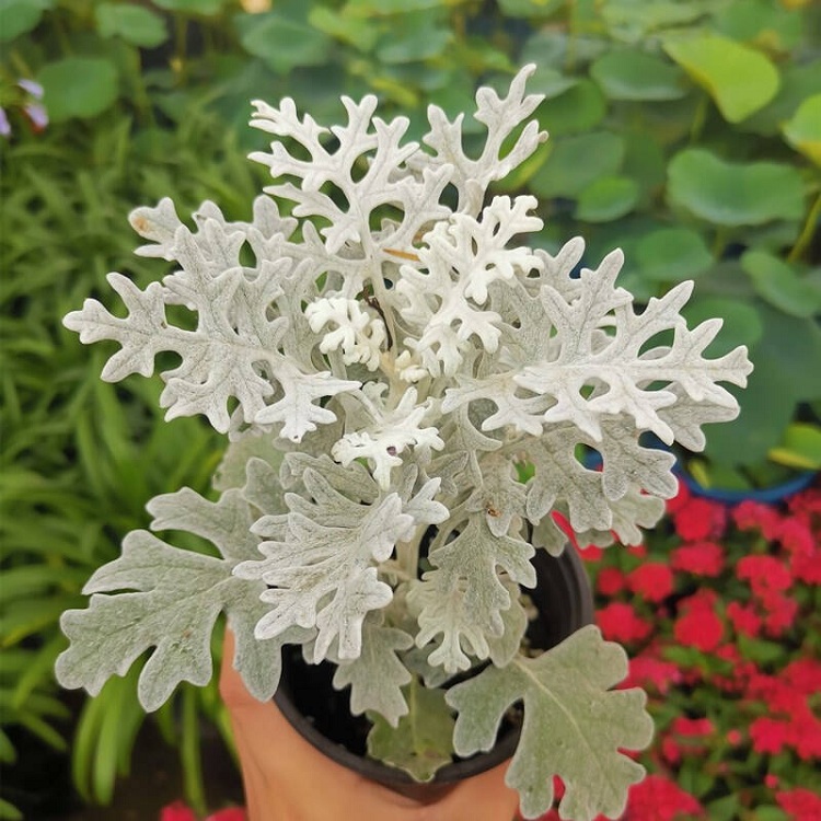 银叶菊 点缀草花银叶菊