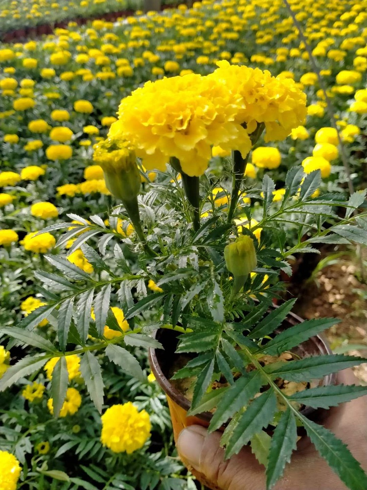 万寿菊 万寿菊种子价格 万寿菊种子批发