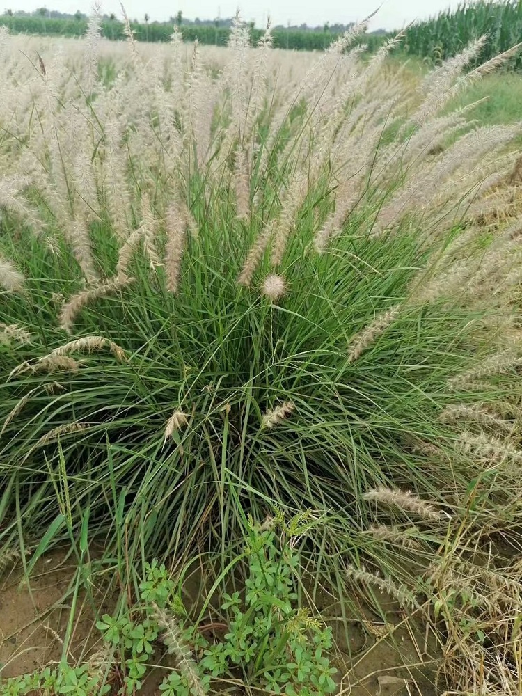 小兔子狼尾草批发报价 苗圃直供