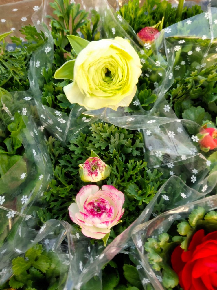 观赏花 花毛茛价格