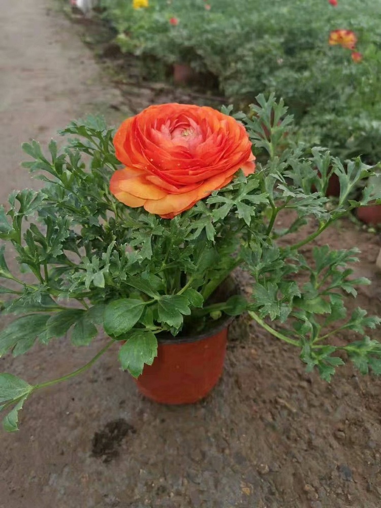 鲜艳芹叶牡丹 观赏芹叶牡丹 盆栽芹叶牡丹