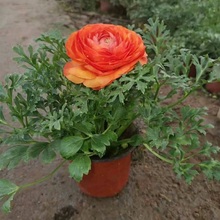 鲜艳芹叶牡丹 观赏芹叶牡丹 盆栽芹叶牡丹
