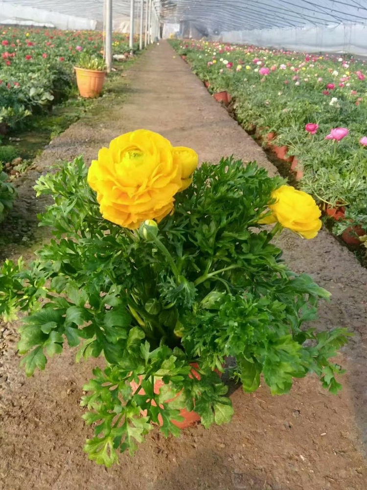 花毛茛基地批发