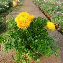 花毛茛基地批发