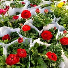 花毛茛 花毛茛价格 芹叶牡丹基地直销