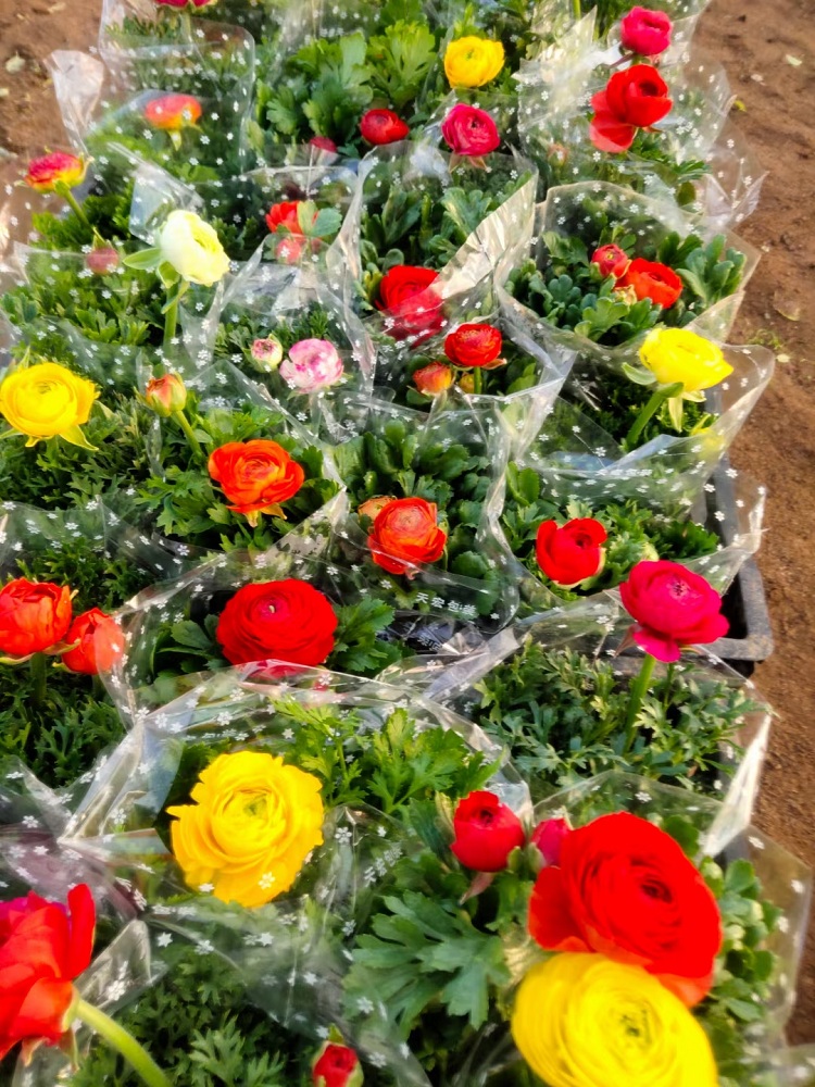 观赏花批发 芹叶牡丹价格