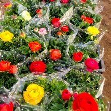 观赏花批发 芹叶牡丹价格