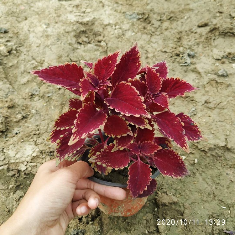 彩叶草 顺和花卉 彩叶草价格