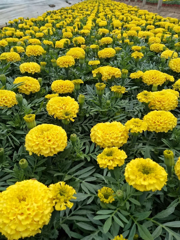 万寿菊种子 双色盆万寿菊 大盆万寿菊