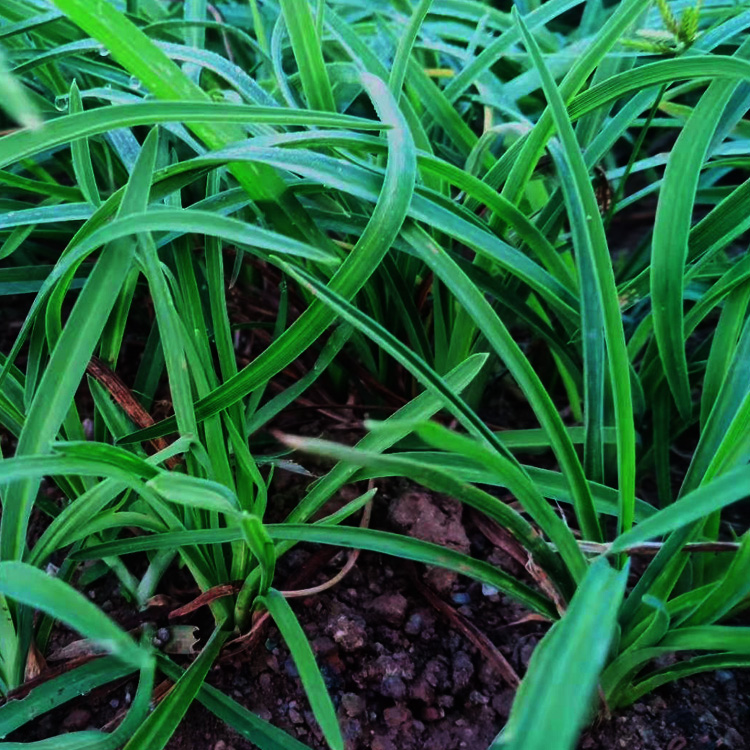 金娃娃萱草价格 金娃娃萱草出售  金娃娃萱草种植基地 夏杰花卉 