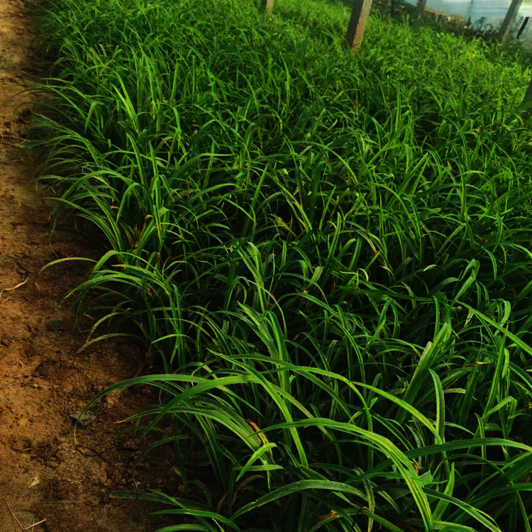 大花萱草价格 大花萱草出售 大花萱草供货商 夏杰花卉