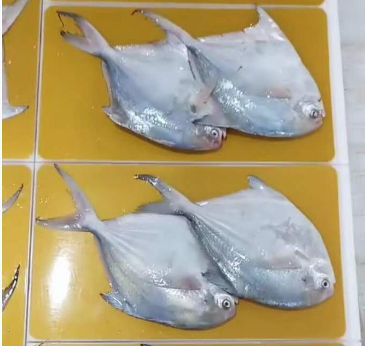  鱼虾海鲜产品贴体包装金卡板 PE贴体盒 雪花牛肉真空贴体包装盒 真空贴体皮肤包装膜 厂家定制