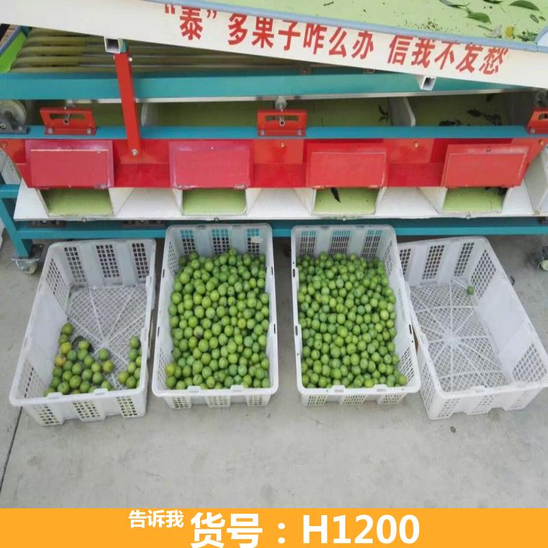 选果机 9轨式选果机 火龙果选果机