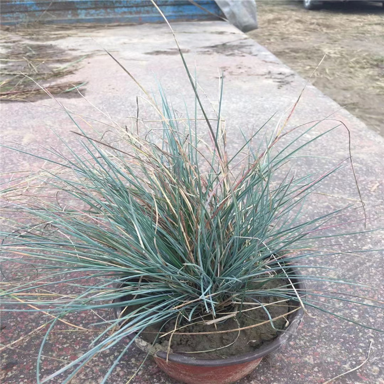 出售蓝羊茅 盆栽蓝羊茅好种植 山东蓝羊茅订购报价 江瑞观赏草基地