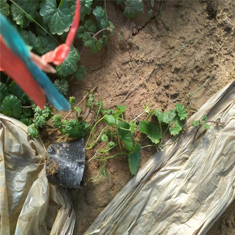 绿化连钱草价格 连钱草基地 盆栽连钱草种植 山东连钱草订购报价