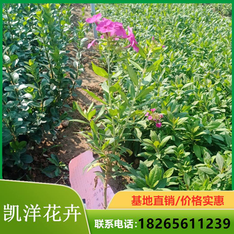 福禄考 一年生草本植物 福禄考种植基地 凯洋