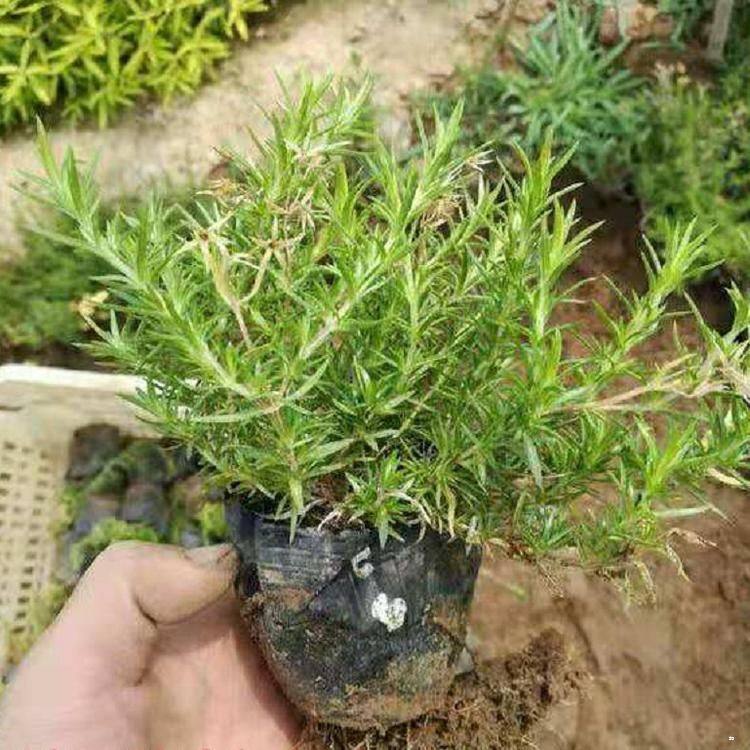 丛生福禄考小苗   风景区绿化 花海打造 多色系丛生福禄考  紫花丛生福禄考