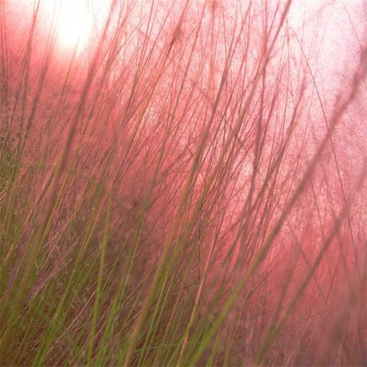 粉黛乱子草 
