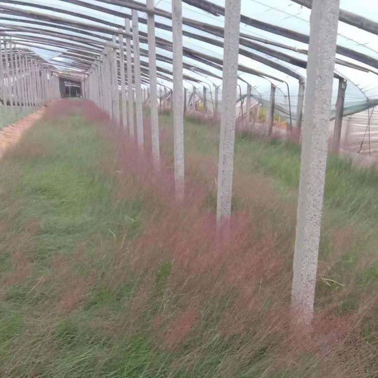 粉黛乱子草小苗 粉黛乱子草报价 粉黛乱子草种植基地长期供应