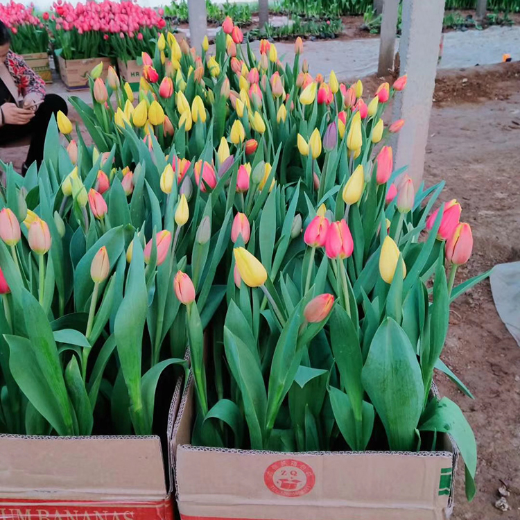郁金香批发商 自产自销 山东郁金香花海