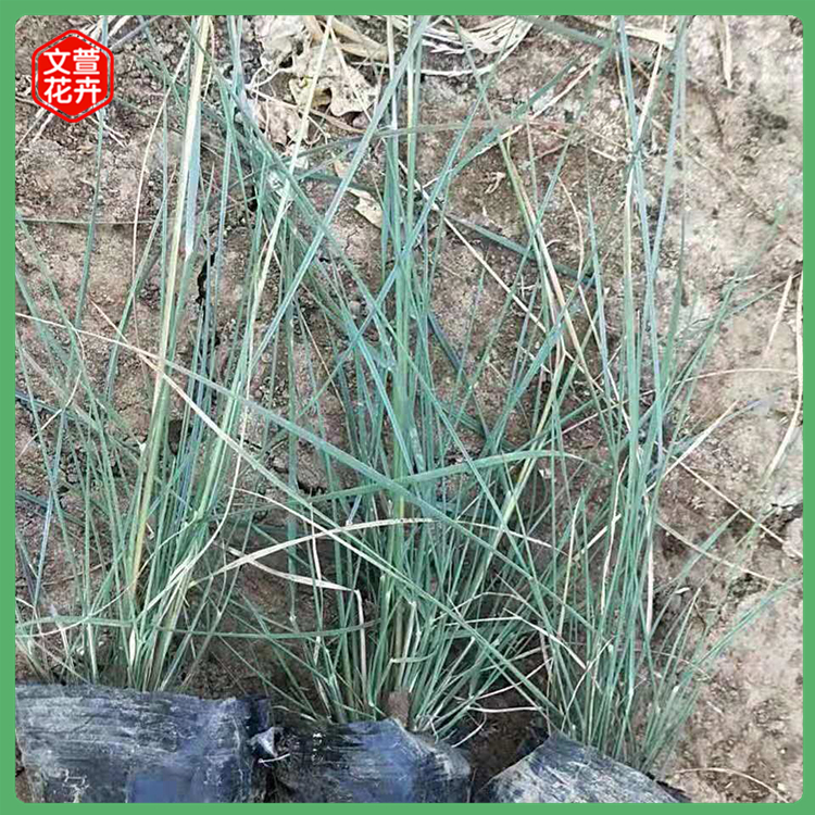 花海苗 粉黛乱子草 文萱花卉基地供应