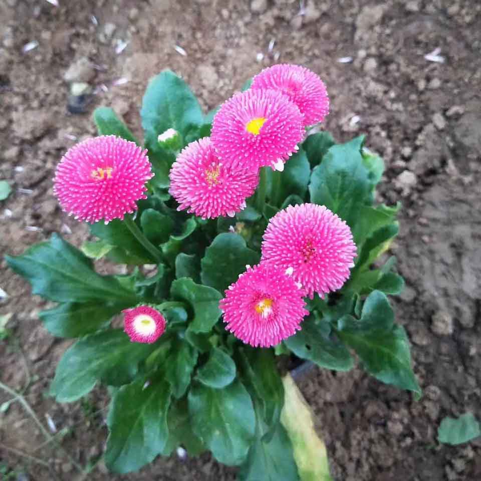 欢迎咨询雏菊 雏菊批发 基地直销