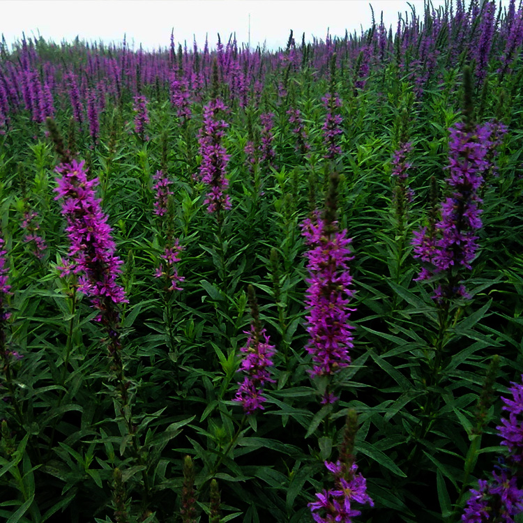 千屈菜价格 千屈菜出售 宿根花卉供货商  夏杰花卉