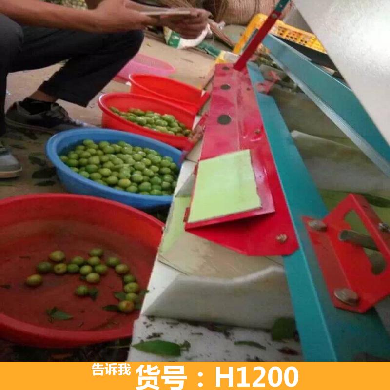 自动选果机 柑橘选果机 9轨式选果机