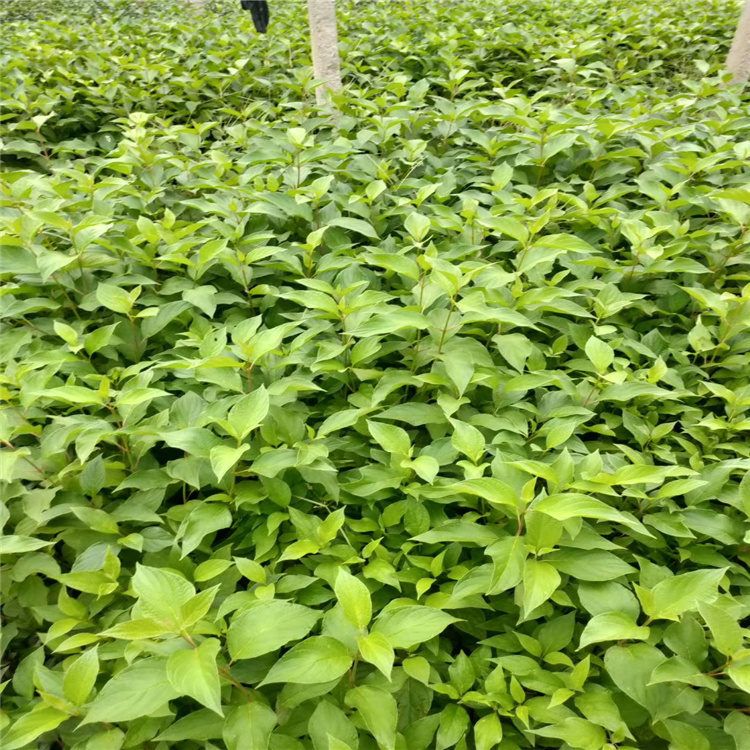 红瑞木价格 落叶灌木红瑞木基地 红瑞木规格齐全 江瑞园艺