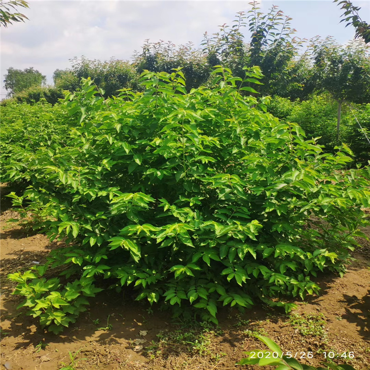 山东金银木价格 金银木种植基地 多分枝金银木供应 江瑞园艺金银木直供