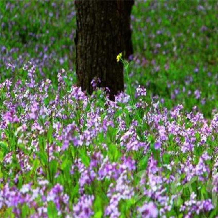 二月兰小苗 二月兰批发 山东宿根花卉基地