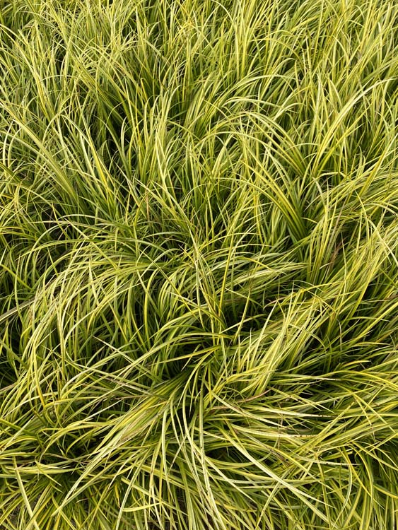 金叶石菖蒲基地批发 青州金叶石菖蒲  金叶石菖蒲苗价格