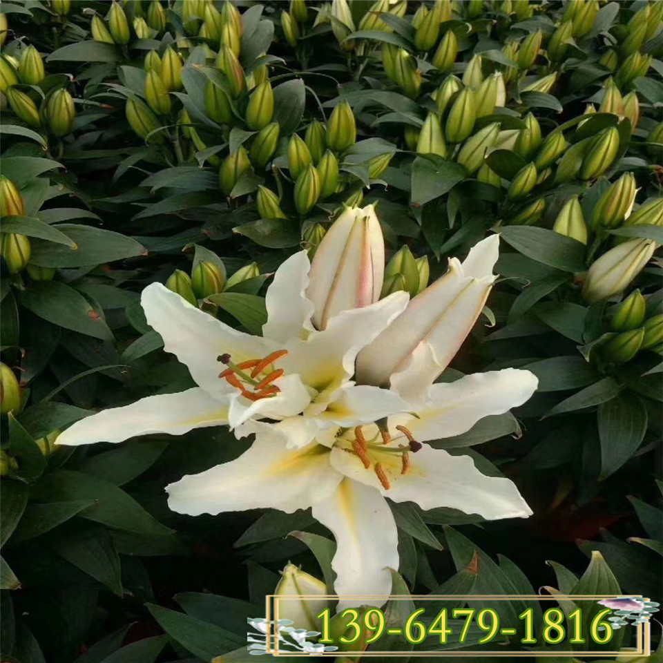香水百合花盆栽 多色百合花盆栽带花苞发货 青州亚百盆栽