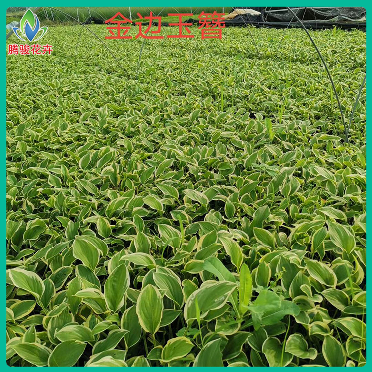 金边玉簪种植基地 多年生草花 现货供应 金边玉簪苗