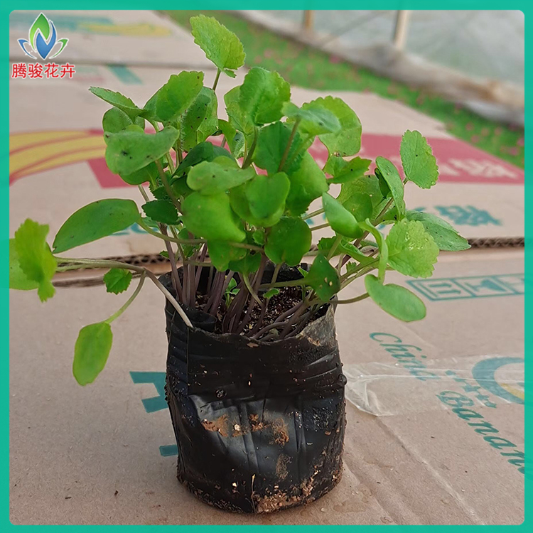 春季花卉品种 二月兰 青州二月兰种植批发